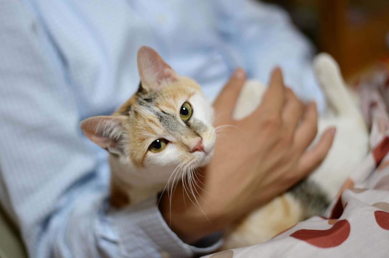 我が家の家族です 三毛猫ミーの日常